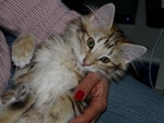 Katze Padme 4 Monate alt.